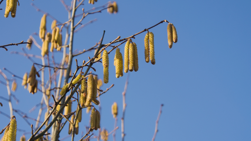 Årets pollensäsong kan bli lång – påbörja behandling i god tid